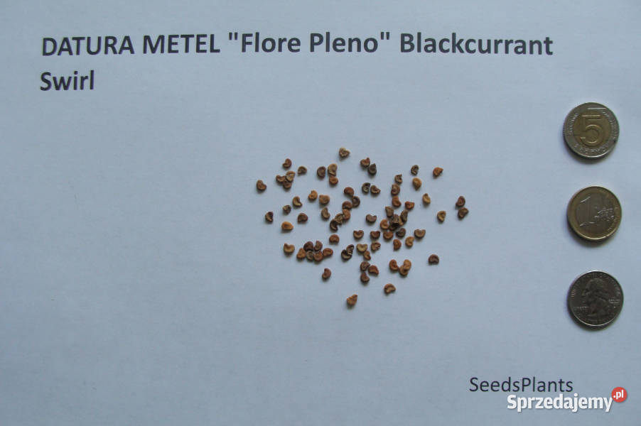 DATURA METEL Flore Pleno Blackcurrant Swirl Lubanie