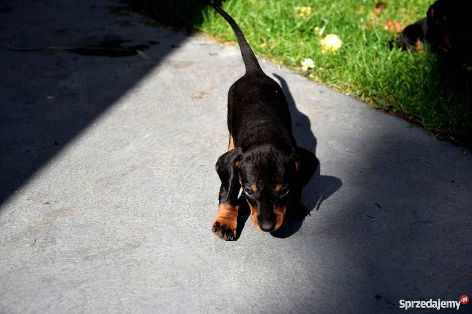 Jamniki Szczeniaki PIĘKNE Jamnik Tuczępy sprzedam