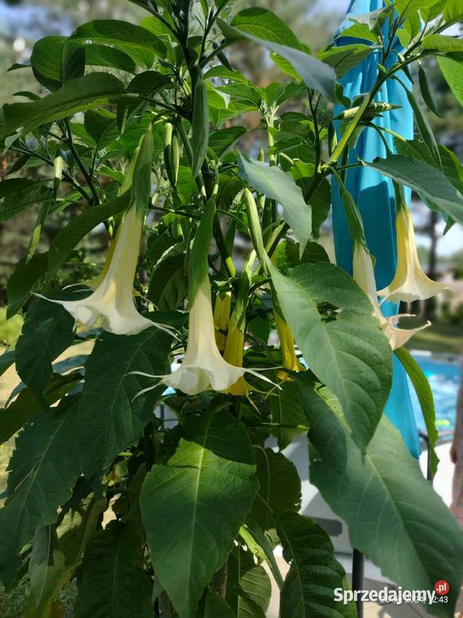 Rośliny z ogrodu Komornica