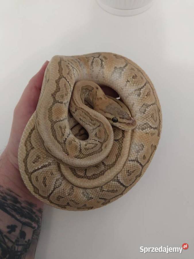 Pyton królewski węże Gdańsk