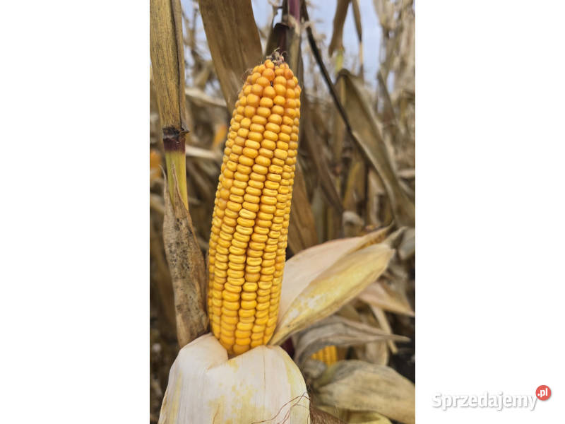 Nasiona kukurydzy Pioneer P8834 P7737 P82000