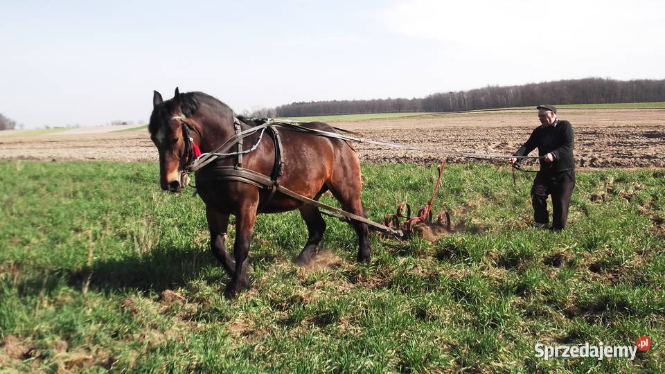 Klacz Zimnokrwista ze Zrebicą 8 miesieczną łódzkie Warta