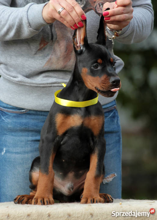 Doberman puppies Lublin