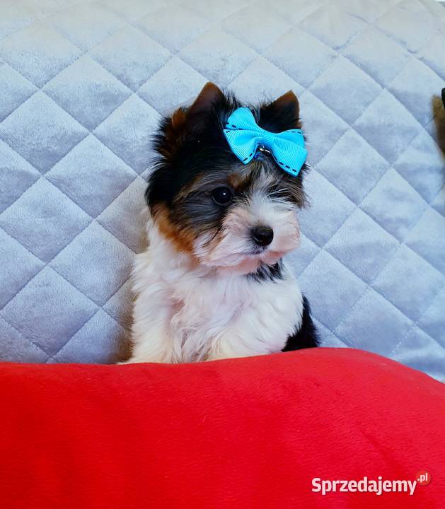 Śliczny maleńki MINI mini piesek Biewer York śląskie Orzesze