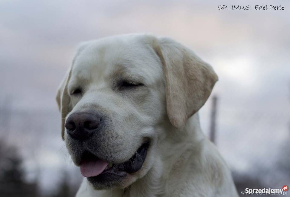 Rodowodowy szczeniak rasy Labrador Retriever Zwierzęta zachodniopomorskie sprzedam