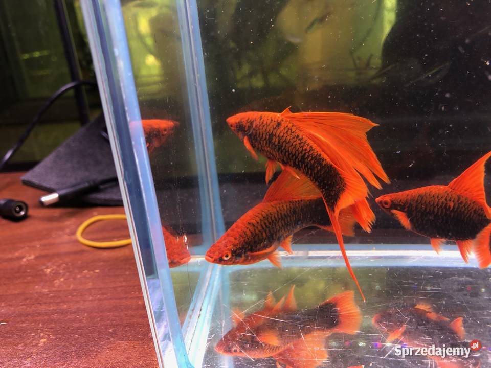 Mieczyk Hamburgi Red Alpha Ryby Justynów sprzedam