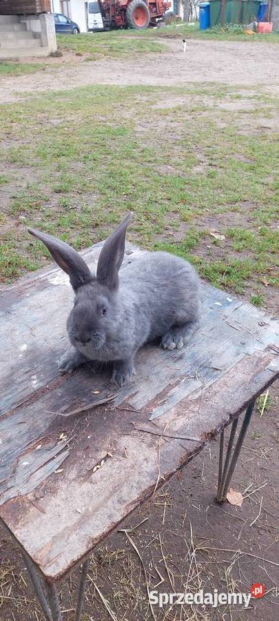 Sprzedam króliki srokacz niemiecki Skarszewy