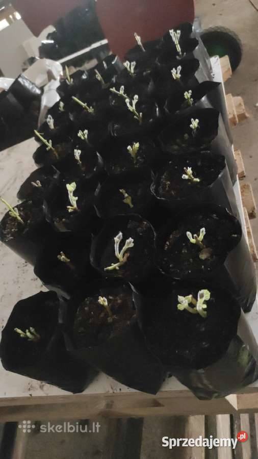 Paulownia Pao Tong Z07 sadzonki Sejny