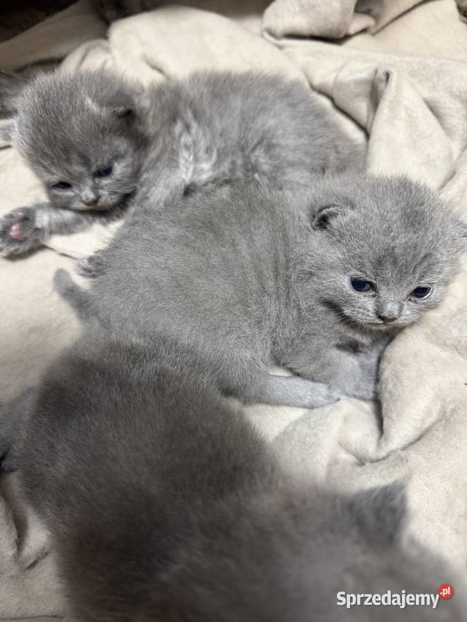 Kotki brytyjskie mazowieckie