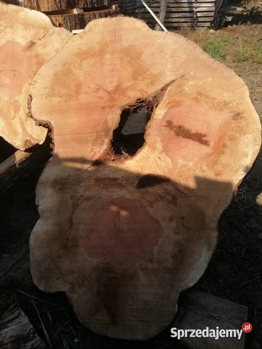 Plastry grusza 118x75x8 także dąb i wiąz