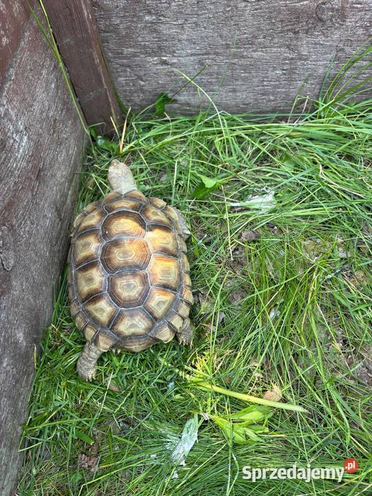 Zółw pustnyy żółw lądowy centrochelys sulcata Miechów