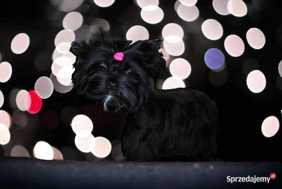 Mini pieski black śląskie Rybnik