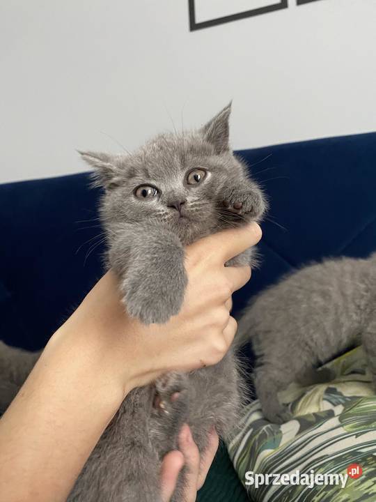 Słodkie kotki na kolanka Mława sprzedam