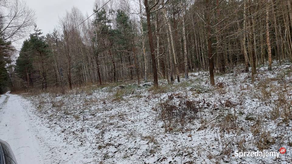 Działka rekreacyjna w lesie Ogrójce