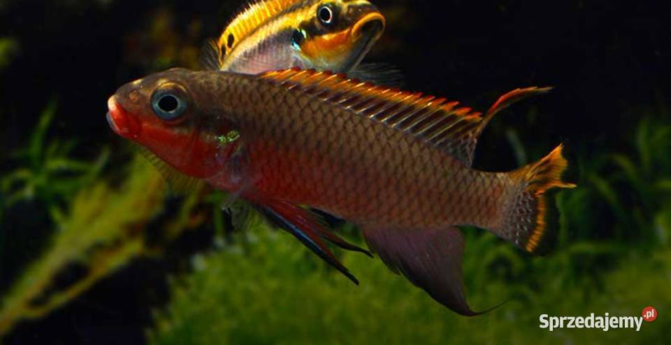 Barwniak szmaragdowy NIGERIA RED Pelvicachromis Ryby pomorskie Gdańsk