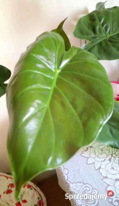 03Kwiaty doniczkowe Alokazja ucho słonia Warszawa