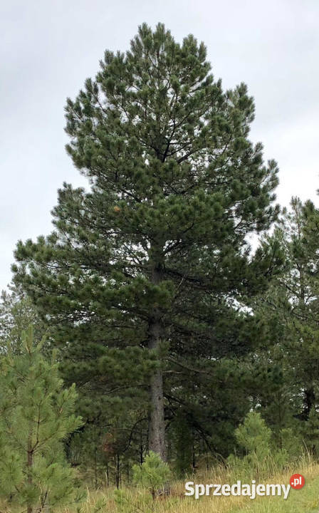 SOSNA BIAŁA Pinus strobiformis NASIONA 45 sztuk Lubanie