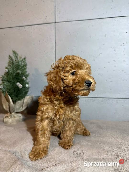 Uroczy Piesek Pudel Toy Boreczek