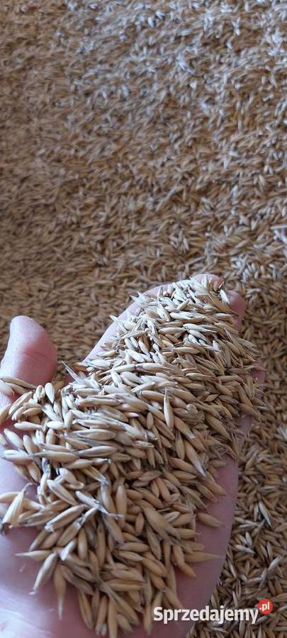 Sprzedam owies jeczmien jary i pszenice Małec