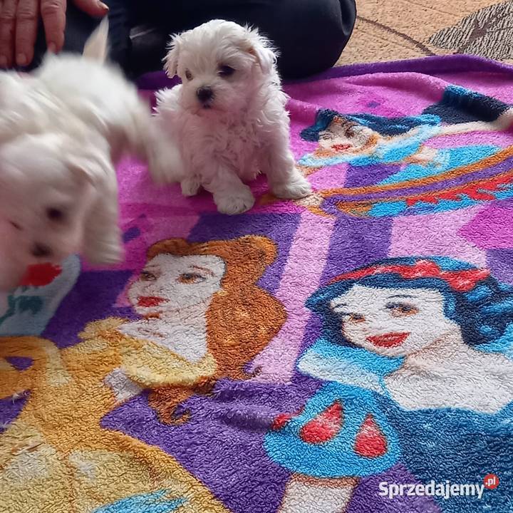 Maltaczki do rezerwacji Maltańczyk Reducin