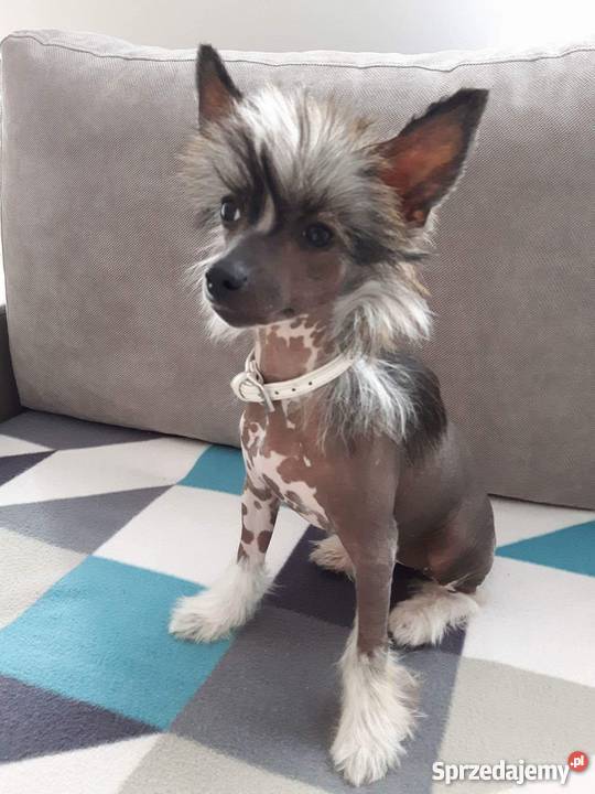 Chiński Grzywacz Bezwłosy suczka szczeniak Stargard Szczeciński