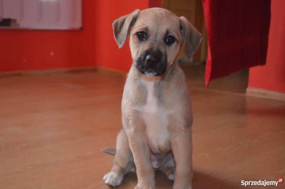 Owczarek AnatolijskiAnatolian wielkopolskie Konin