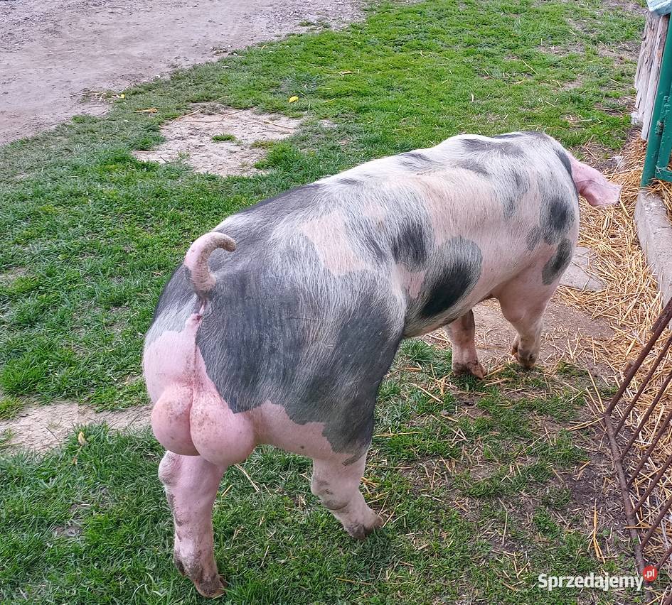 Knur knurek Pietrain Rolnictwo Strzałkowo