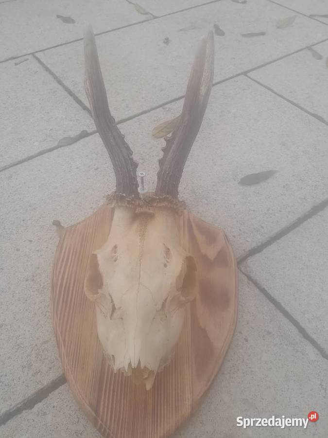 Poroże koziolka Kraśnik