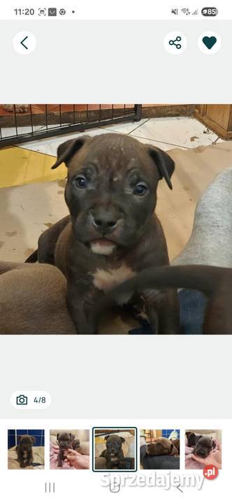 Amstaff szczenię w kolorze Blue Gafit i Black Amstaff