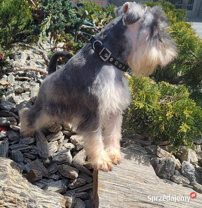 Sznaucer miniaturowy rodowodowe szczenięta Radomsko