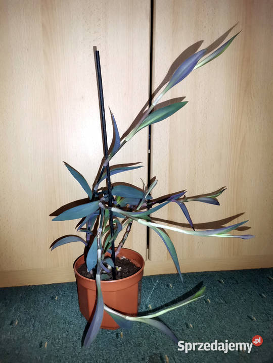 Trzykrotka purpurowa Tradescantia pallida
