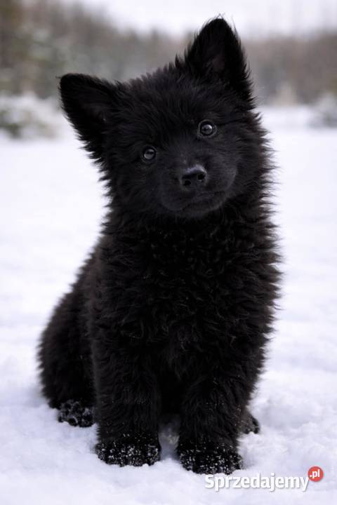 Owczarek Niemiecki długowłosy Sosnowo
