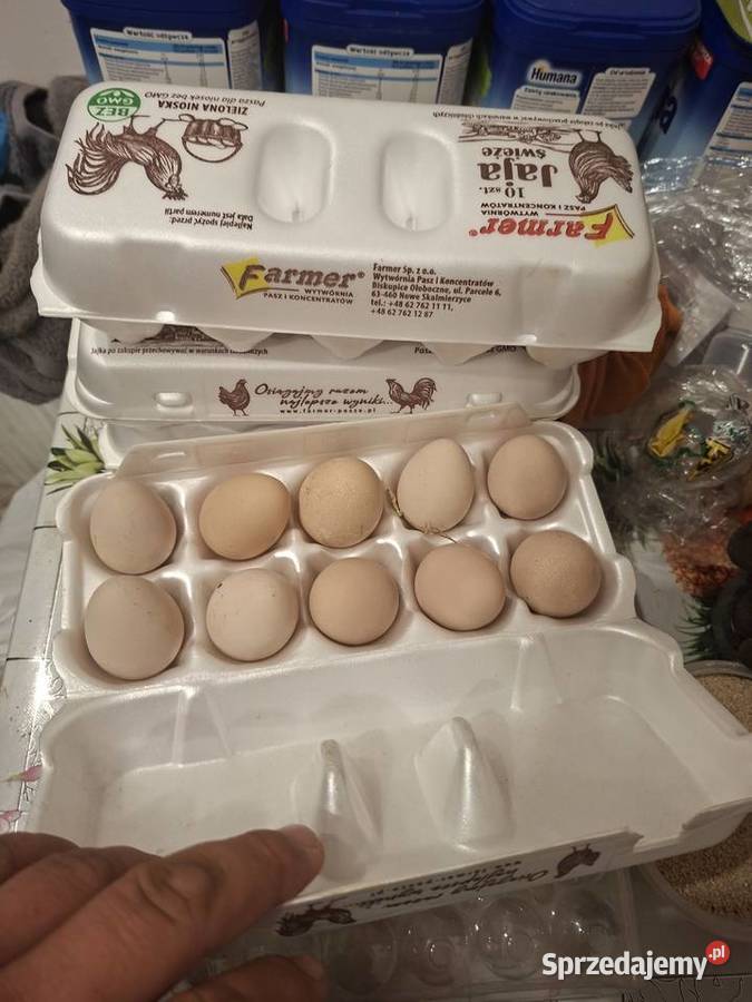 Sprzedam jsjka perliczek Skarszewy