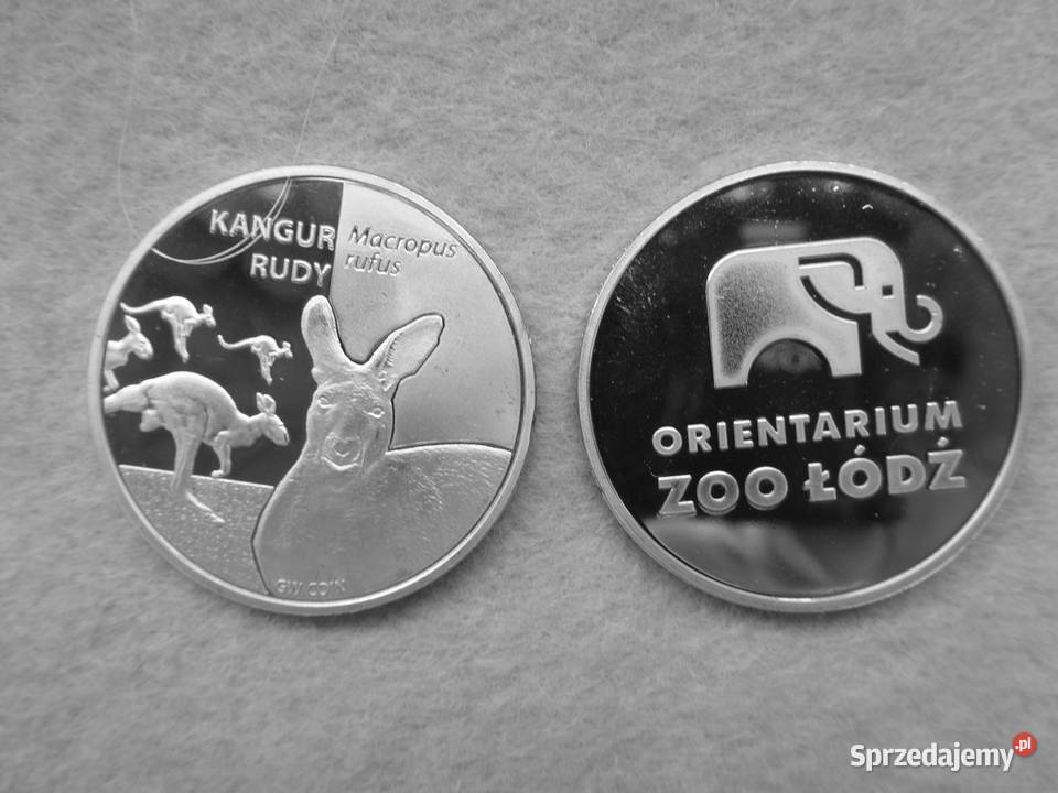 Złota Polska Zoo Orientarium Łódź Kangur rudy łódzkie
