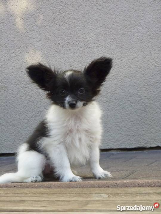 papillon suczka ZKwp Bełchatów