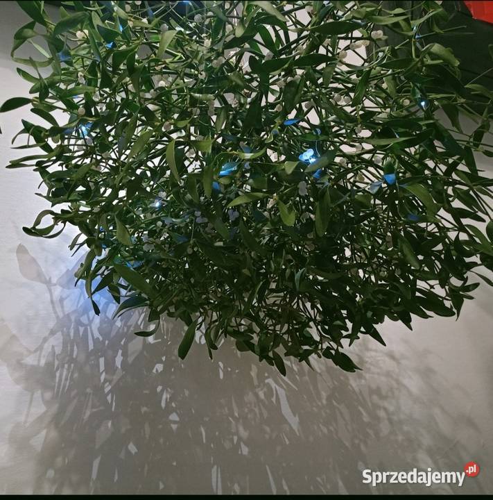 Piękne świeże kule jemioly bożonarodzeniowej Pozostałe Sułów