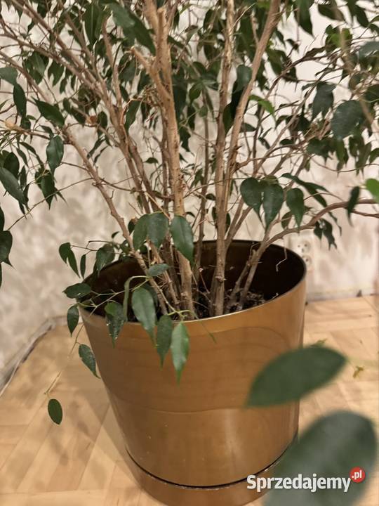 Beniamin Fikus wysokość 130 z donicą ozdobną Częstochowa