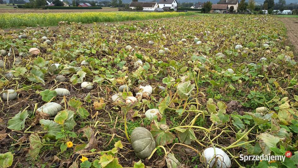 Nasiona Dynia Nelson podkarpackie Kołaczyce