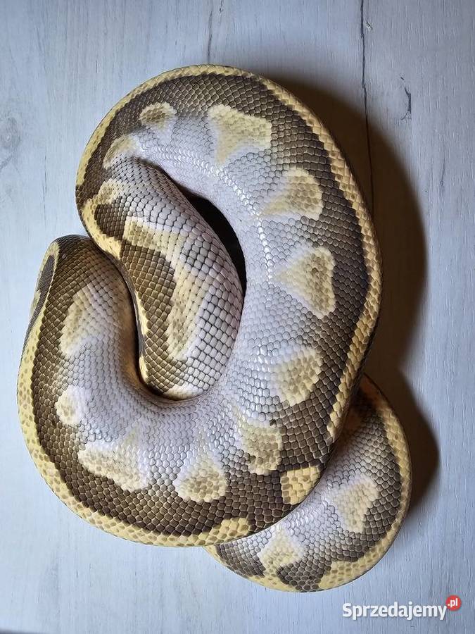 Pyton królewski python regius samiec dolnośląskie sprzedam