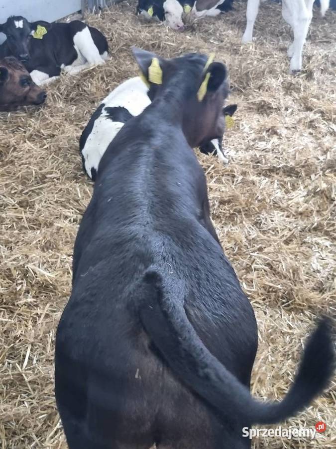 Byczki Jalowki Mięsne SM LM angus MM