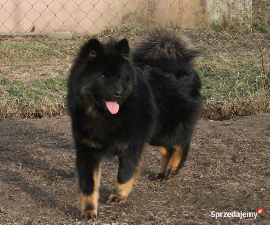 Eurasier młodziutki samiec czeka Puszcza Mariańska