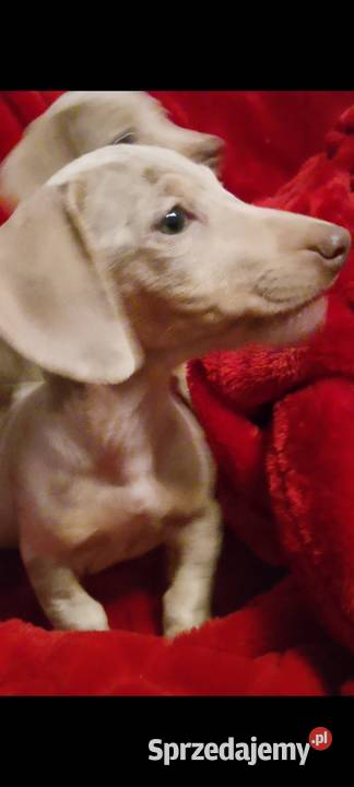 Jamnik miniaturowy merle izabell lubelskie Garbów