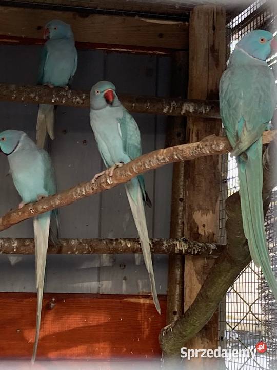 Krasnopiórki czerwonoskrzydłe rudosterki nimfy Ptaki Szaflary