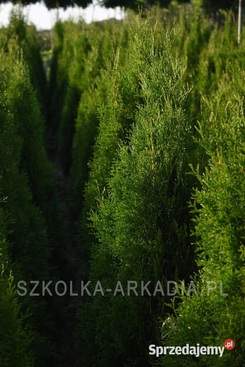 Tuja Smaragd Szmaragd Thuja Żywotnik zachodni Rośliny Sompolno