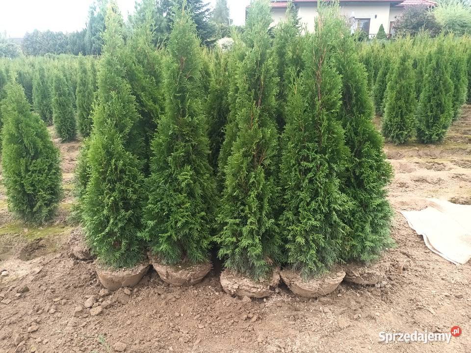 Tuja szmaragd 150170 30 sztuka dowozimy sadzimy Bielsko-Biała