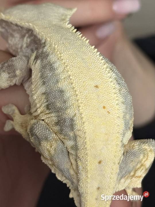 Gekon orzęsiony samica sprzedam