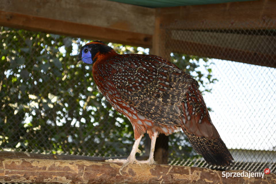 Tragopan tyminek samiec Ptaki Rzeszów sprzedam