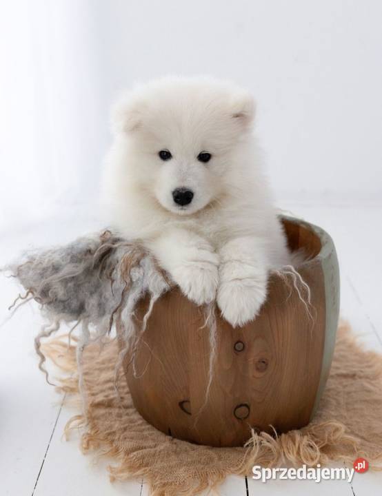 Samoyed piesek odbiór na Święta Bożego Pozostałe