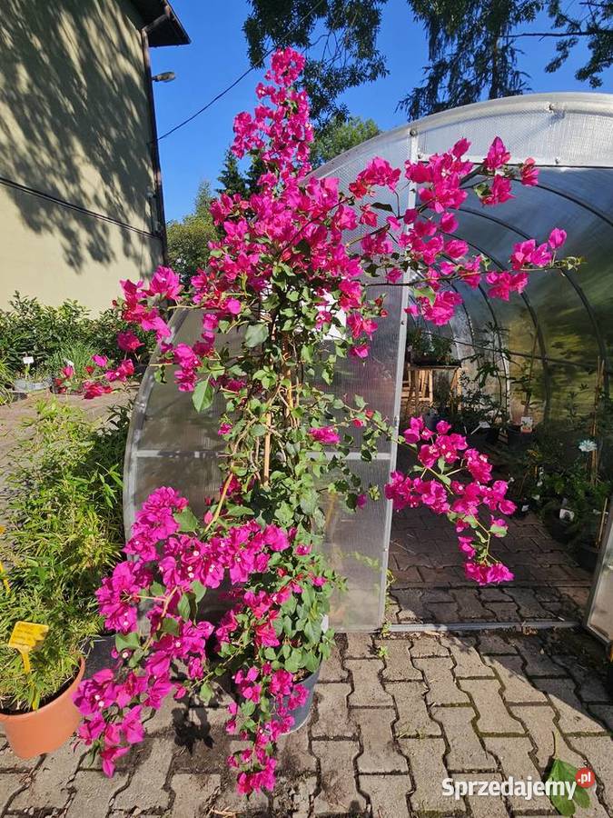 bugenvilla Kraków sprzedam