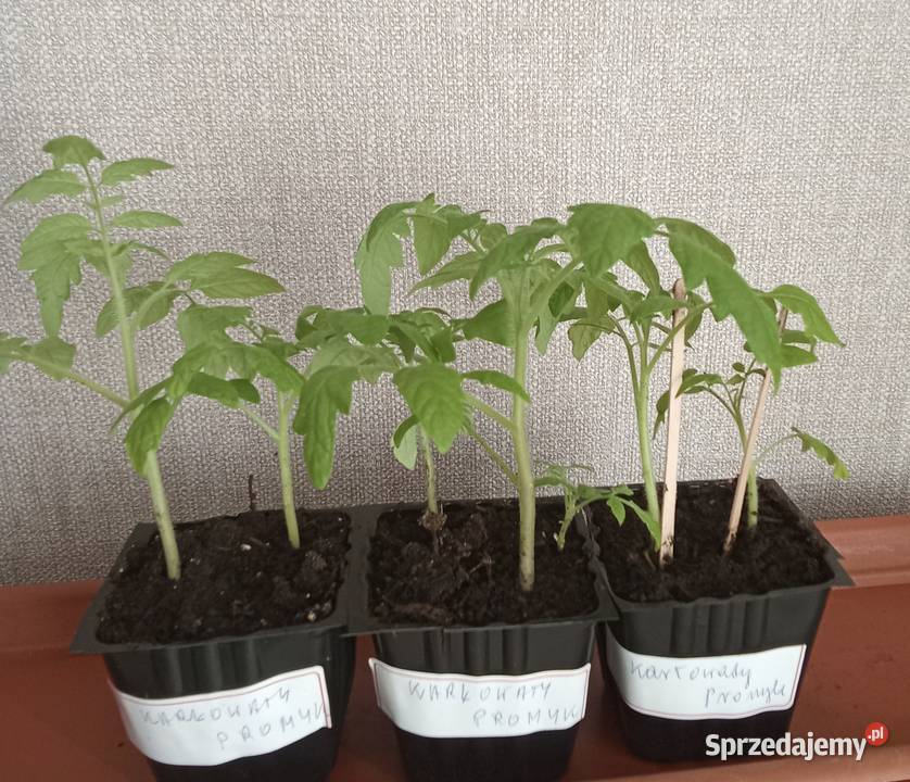 Sadzonka pomidora karłowatego Promyk Łódź